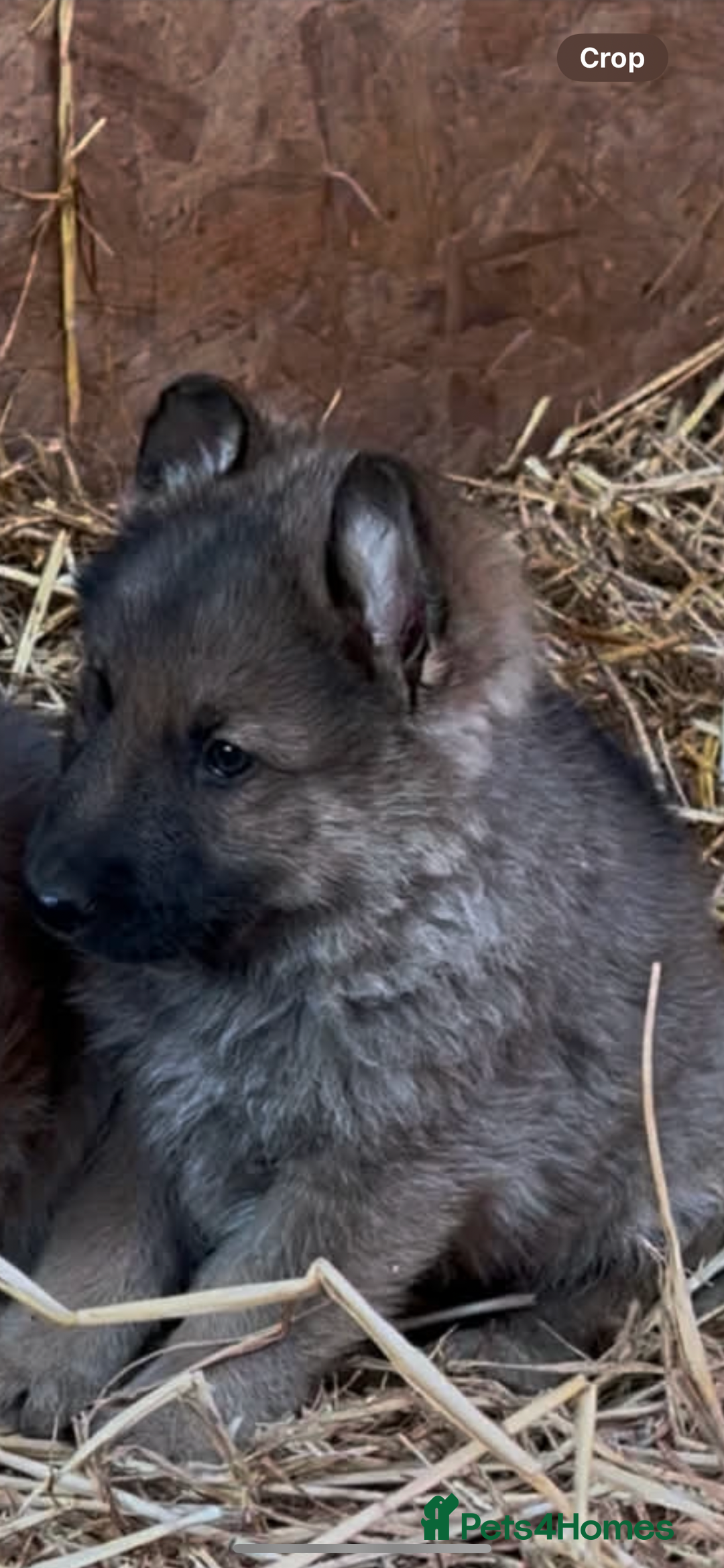German Shepherd dogs for sale: Stunning German Shepherd Puppies - Advert 6
