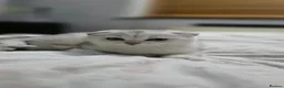 Scottish Fold cats for sale: Beautiful Scottish Fold in Woking - Advert 4