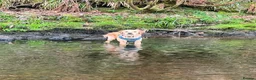 Golden Retriever dogs for sale: ✨EXCEPTIONAL KC GOLDEN RETRIEVER PUPPIES✨ - Advert 7