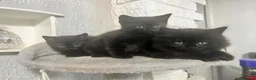 British Shorthair cats for sale: Absolutely stunning half BSH kittens - Advert 16