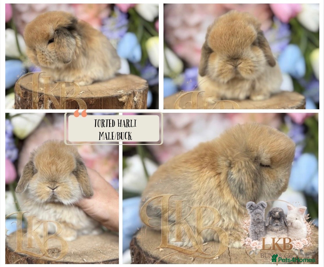 Mini Lop rabbits 🌟 PUREBRED MINI LOP BABIES 🌟 - Advert 2