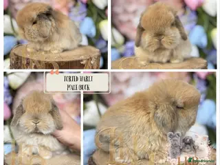 Mini Lop rabbits 🌟 PUREBRED MINI LOP BABIES 🌟 - Advert 2