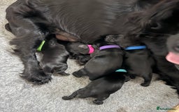 Cocker Spaniel dogs for sale: Cocker Spaniels For Sale - Image 7