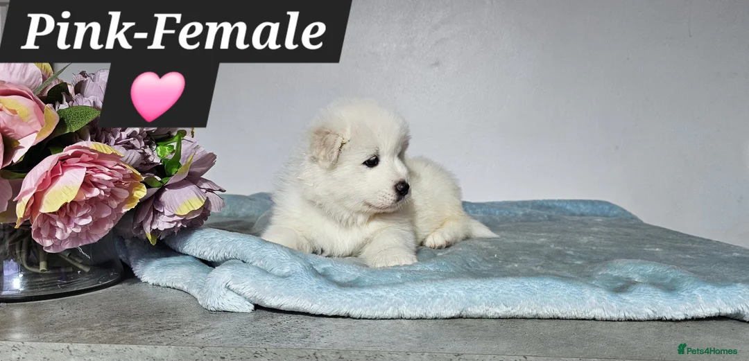 Samoyed dogs for sale: ‼️KC Registered Puppies!!!‼️ - Advert 1