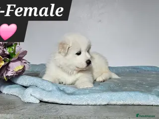 Samoyed dogs ‼️KC Registered Puppies!!!‼️ - Advert 9