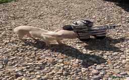 Chihuahua dogs for sale: Stunning pedigree Merle chihuahua pups  - Image 4
