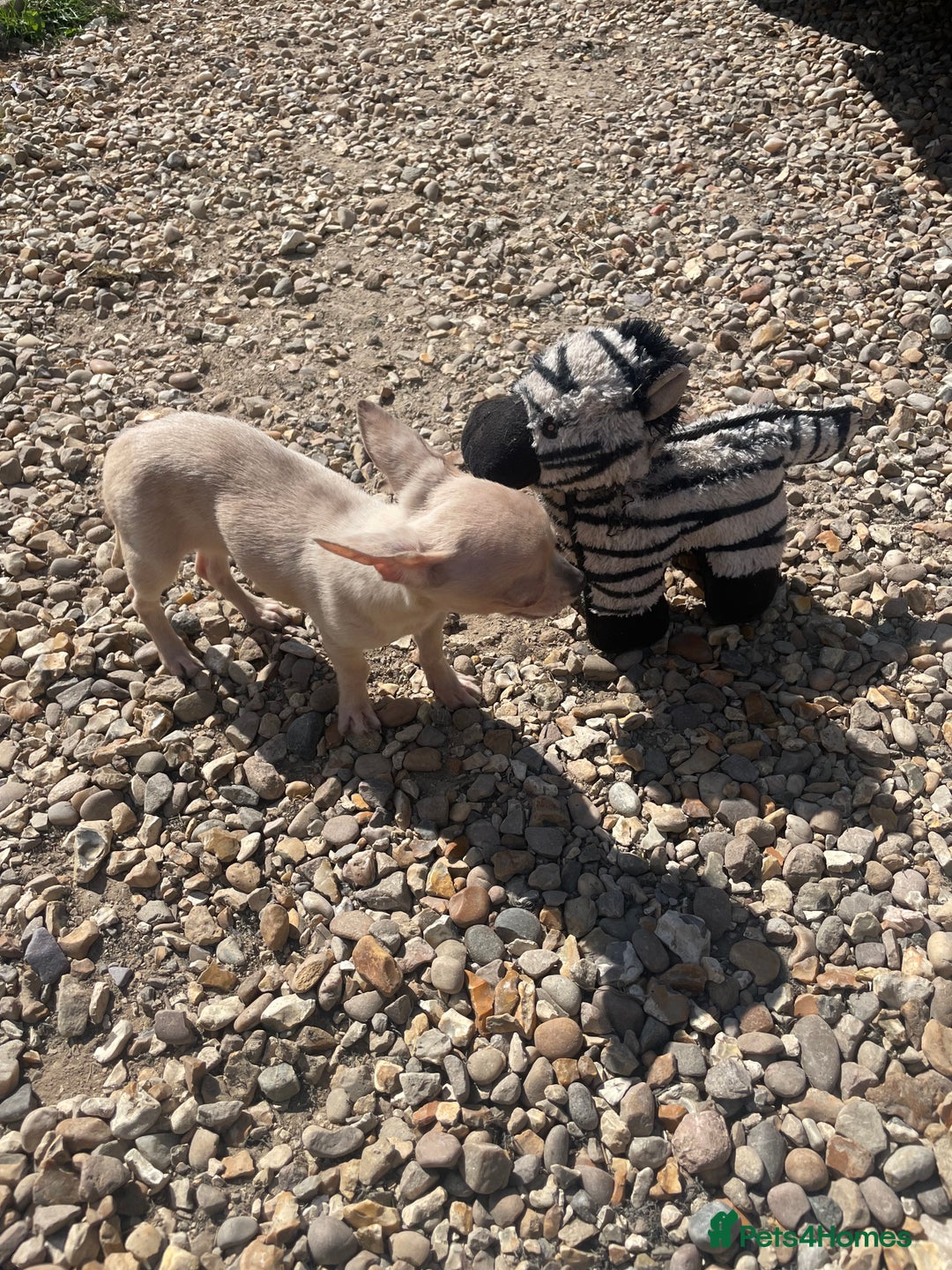 Chihuahua dogs for sale: Stunning pedigree Merle chihuahua pups  - Image 4