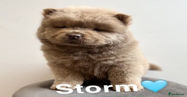 Chow Chow dogs - Advert 5