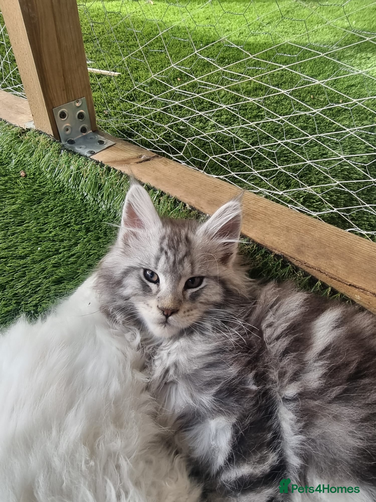 Maine Coon cats for sale: Tica registered kitten - Advert 2