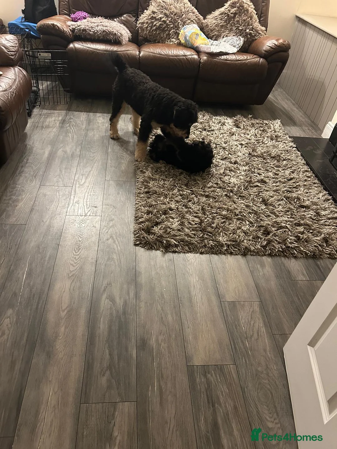 Bernedoodle dogs for sale: Beautiful Toy Bermedoodle puppies - Advert 3