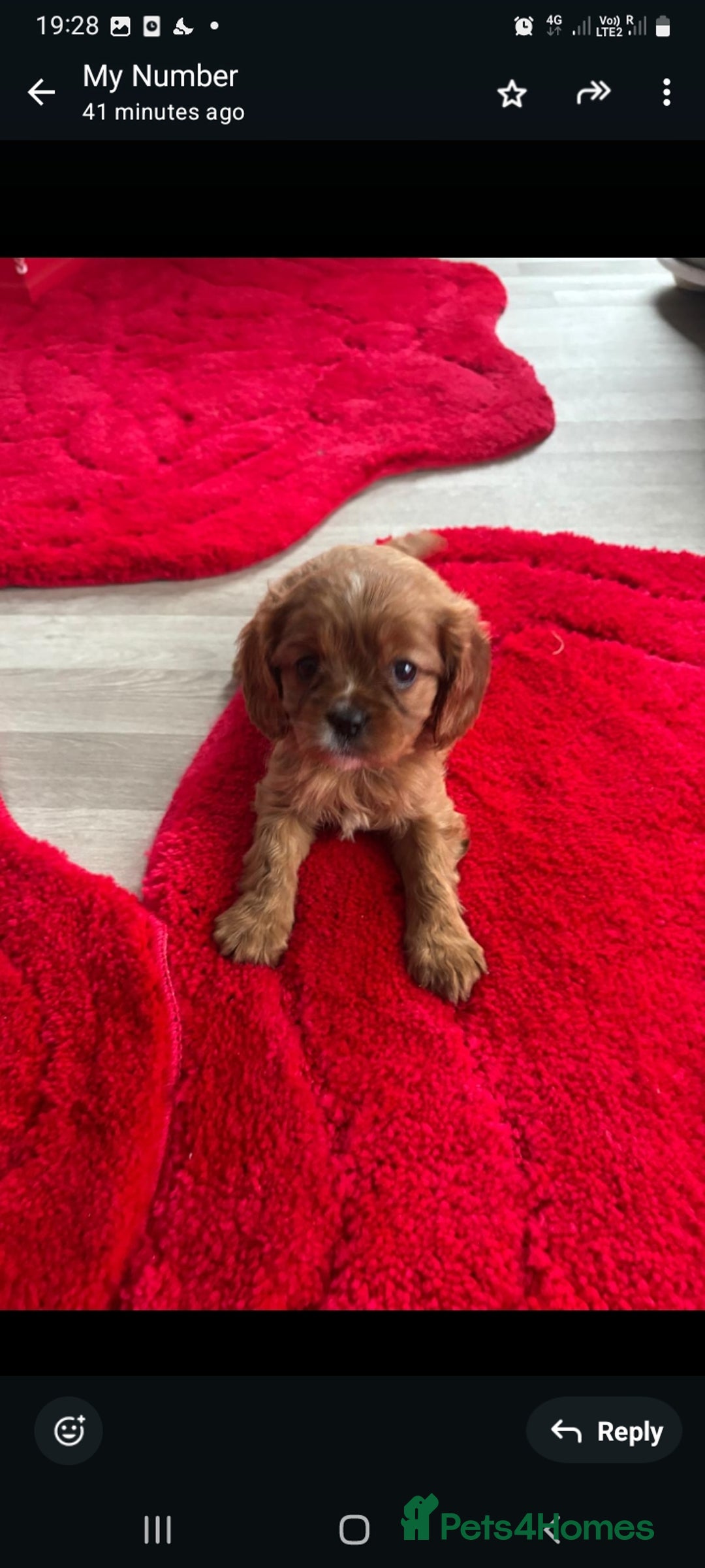 Cavalier King Charles Spaniel dogs for sale: Cavalier King charlies - Advert 6