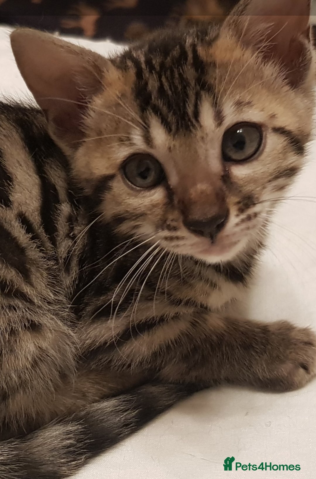 Bengal cats for sale: Bengal kittens last girl available  - Advert 18