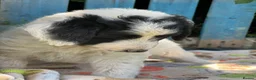Bordoodle dogs for sale: Beautiful Bordoodle pups  - Advert 6