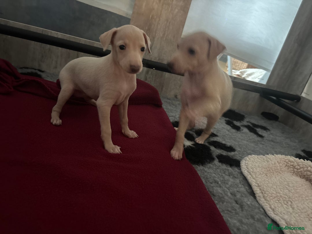 Italian Greyhound dogs for sale: Exceptional Italian Greyhound Puppies - Advert 4