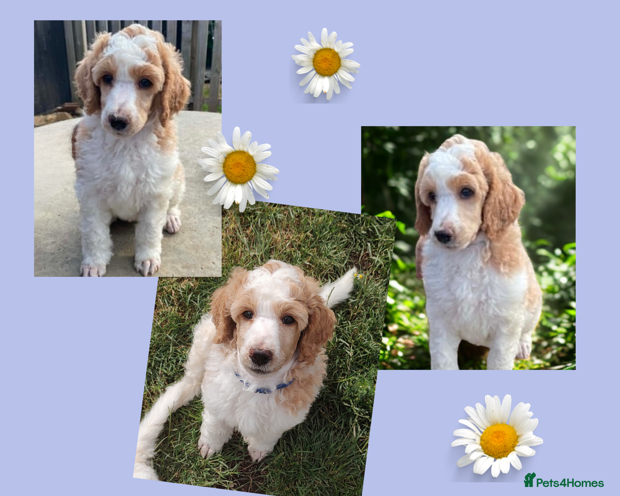 Standard Poodle dogs Elite KC Standard Parti Poodle Pups - Advert 2