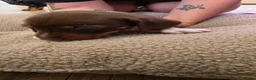 Miniature Dachshund dogs for sale: Miniature dashhound  - Advert 13