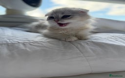 Scottish Fold cats for sale: Scottish Fold Kittens Variety of Colours - Image 27