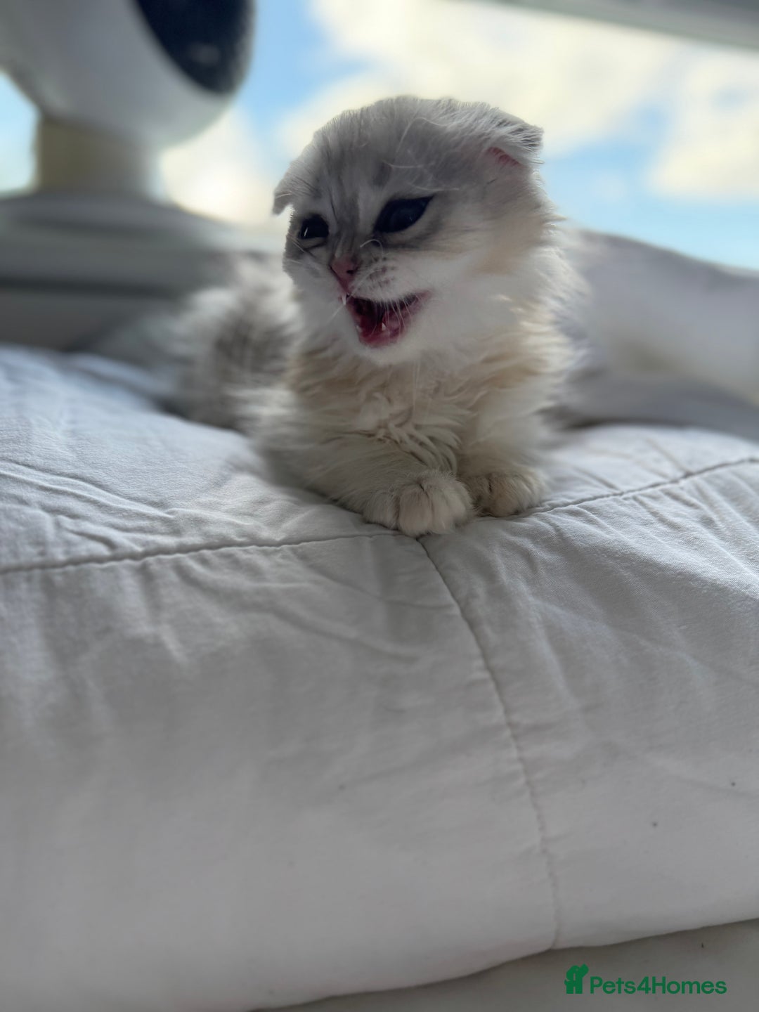 Scottish Fold cats for sale: Scottish Fold Kittens Variety of Colours - Image 27
