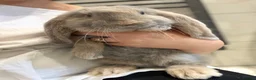 French Lop rabbits for sale: 💙cuddly pure bred French lop last Buck 💙 - Advert 2