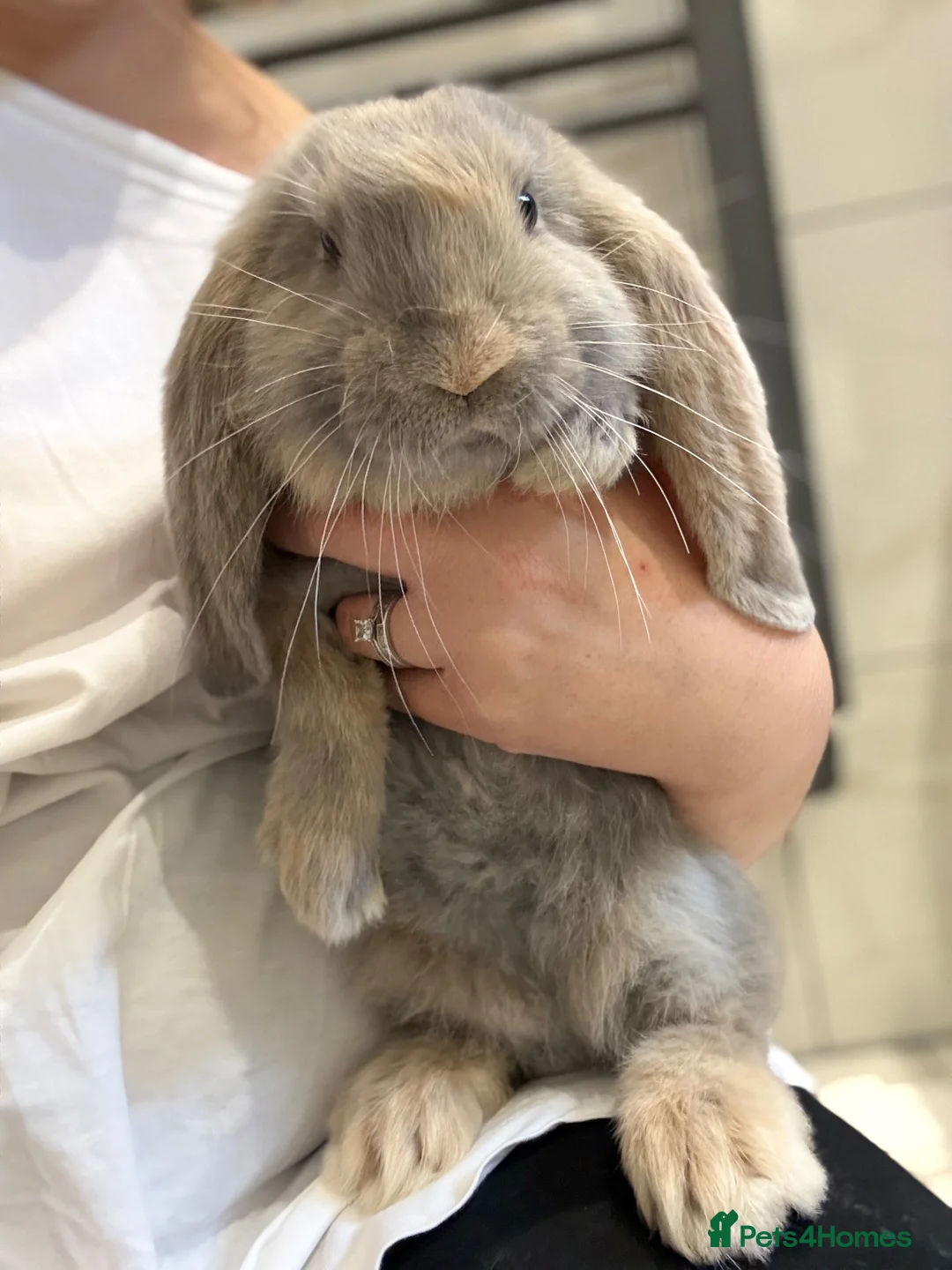 French Lop rabbits for sale: 💙cuddly pure bred French lop last Buck 💙 - Advert 2
