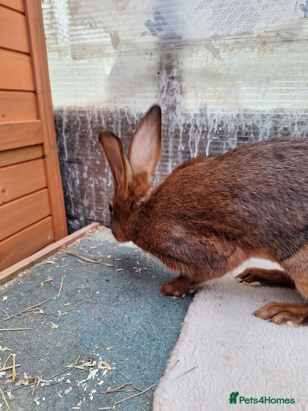 Belgian Hares rabbits for sale: CURRENTLY RESERVED - BRC Belgian Hare buck - Advert 9