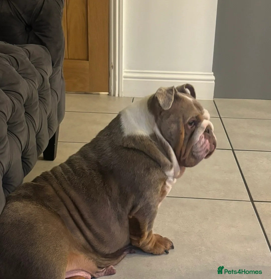 English Bulldog dogs for sale: English bulldog  - Advert 8