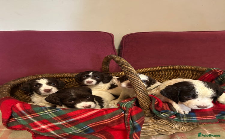 English Springer Spaniel dogs - Advert 1