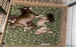 Chihuahua dogs for sale: Beautiful chihuahua pups - Image 14