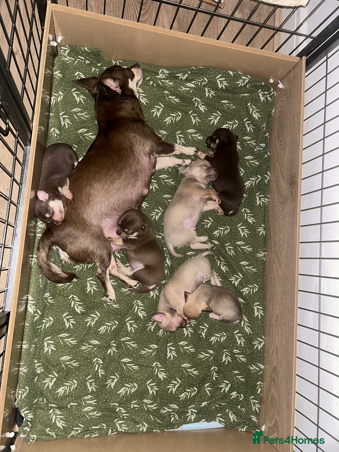 Chihuahua dogs for sale: Beautiful chihuahua pups - Image 14