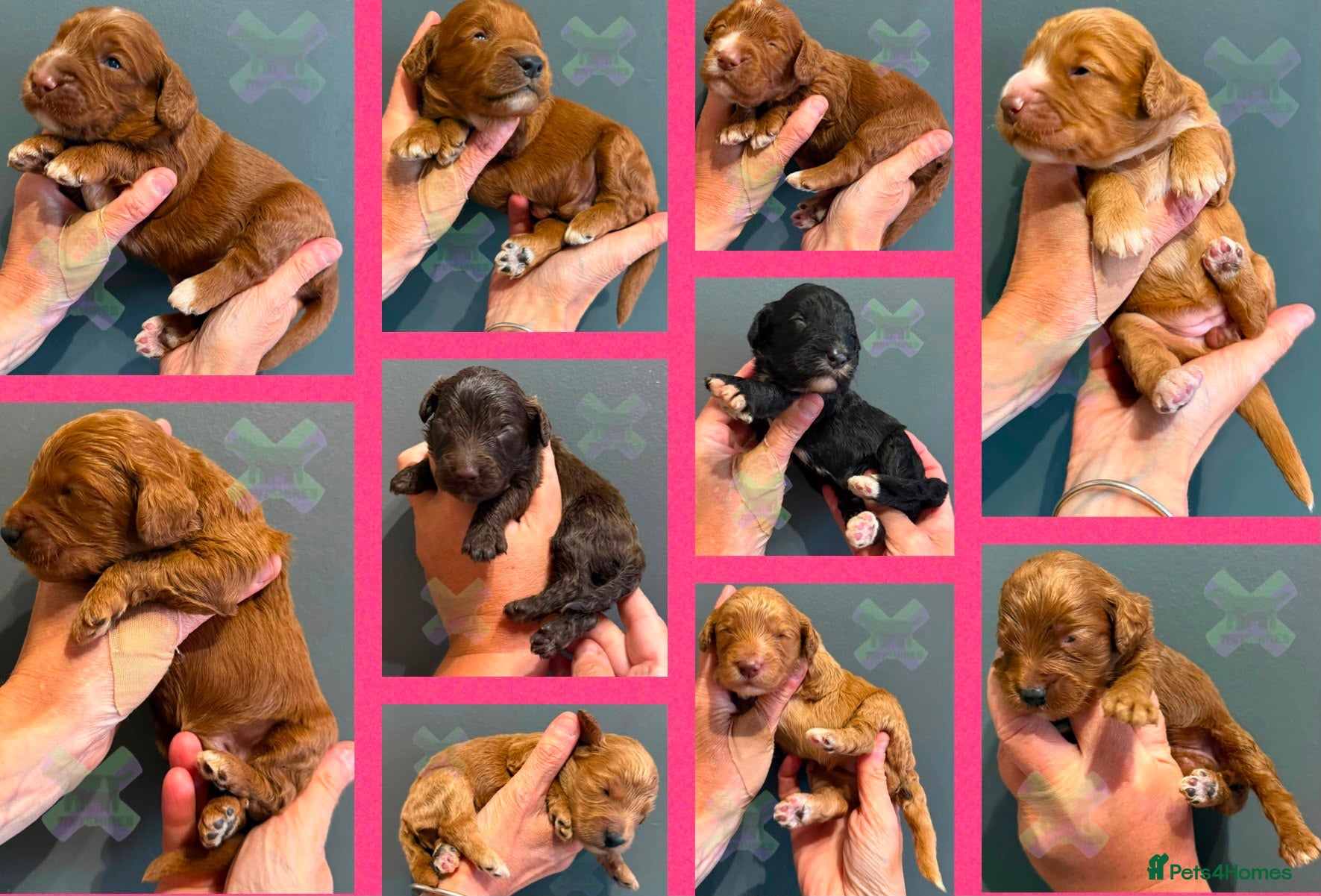 Cockapoo dogs F1 mini Cockapoo’s various colours 30 dna clear  - Advert 1