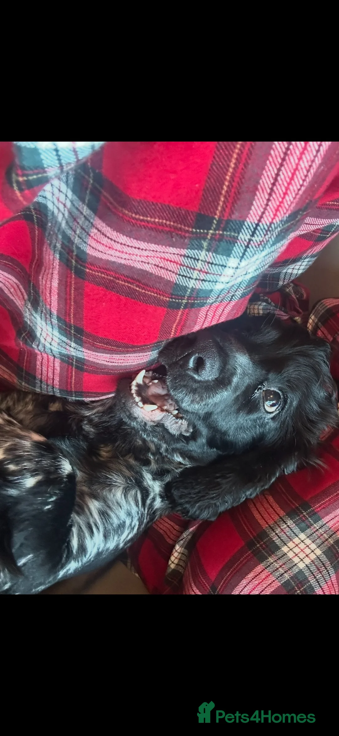 Cocker Spaniel dogs for sale: My beautiful boy!  in Shrewsbury - Advert 3