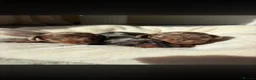 Miniature Dachshund dogs for stud: Chocolate/isabella miniature dachshund  - Advert 19