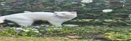 Scottish Fold cats for sale: Pure white Scottish Fold Dobby & odd eye Cyclops  - Advert 21
