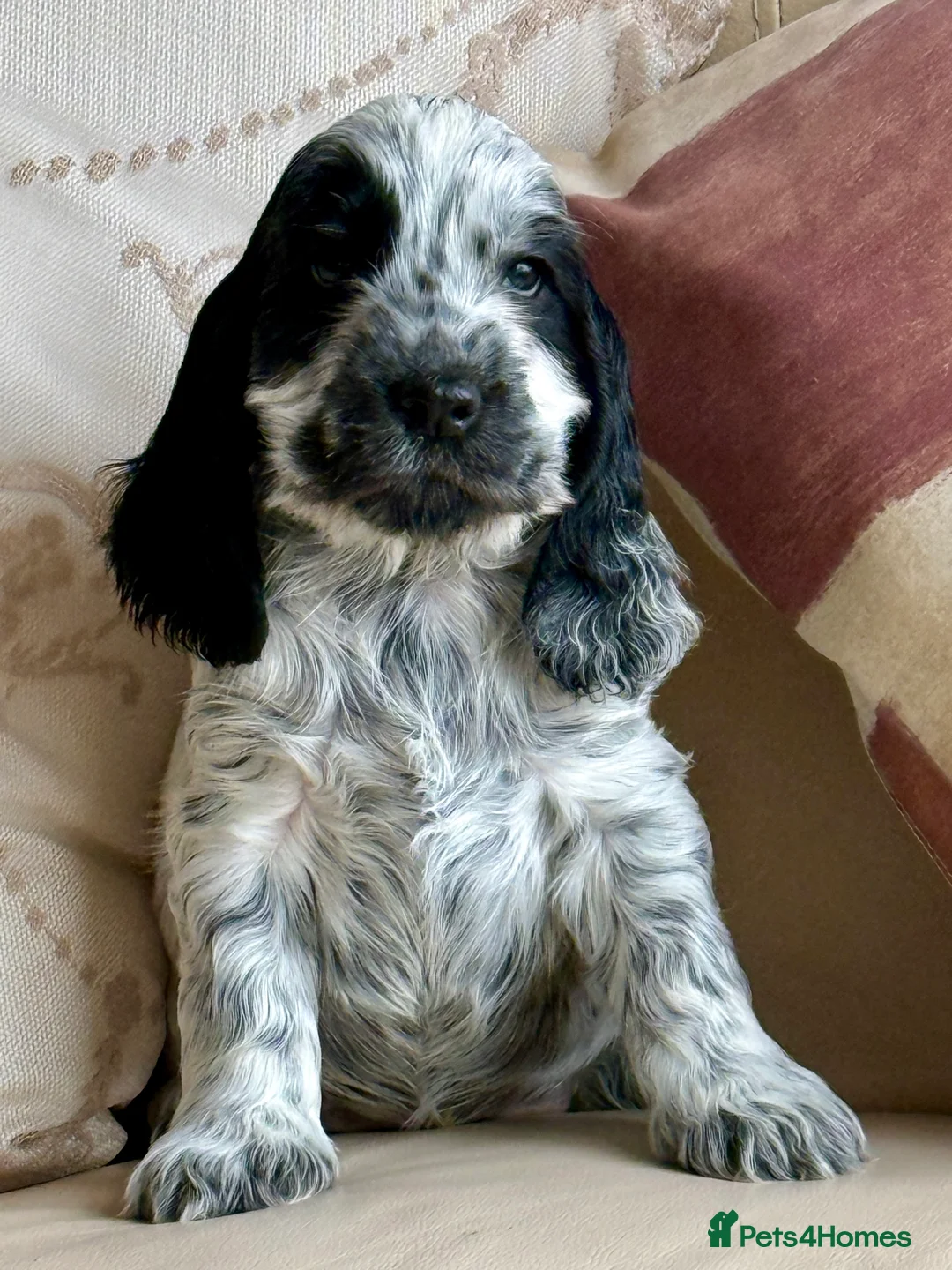 Cocker Spaniel dogs for sale: Exceptional Blue Roan Cocker Spaniel Puppies - Advert 2
