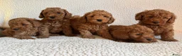 Cockapoo dogs for sale: F1b cockapoo puppies - DNA health test clear  - Advert 19