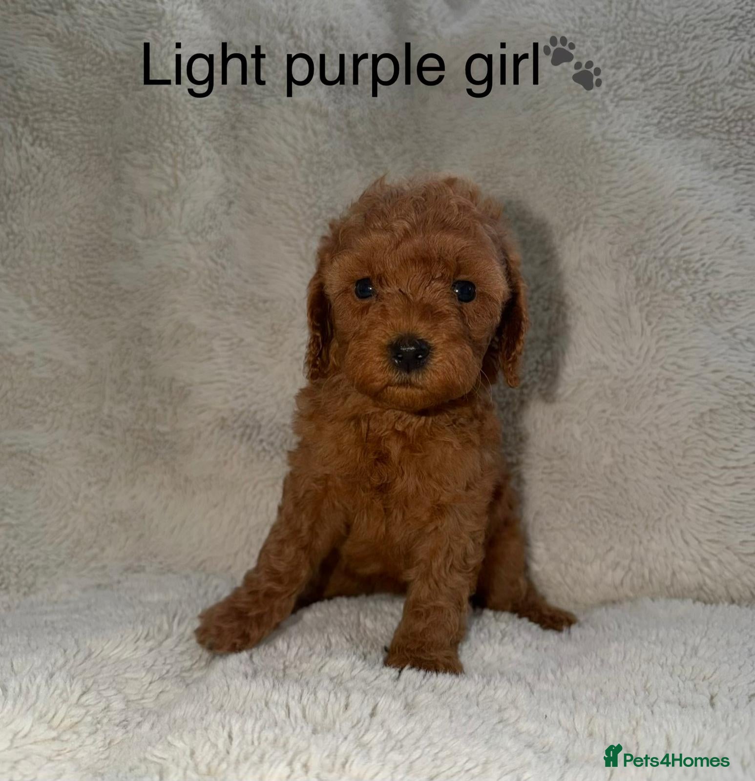 Cavapoo dogs Stunning F1b Cavapoo Puppies,DNA health tested Mum - Advert 2