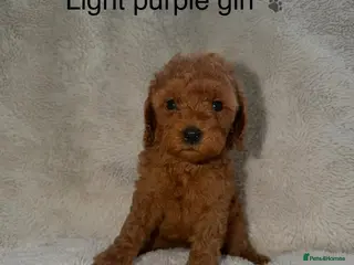 Cavapoo dogs Stunning F1b Cavapoo Puppies,DNA health tested Mum - Advert 2