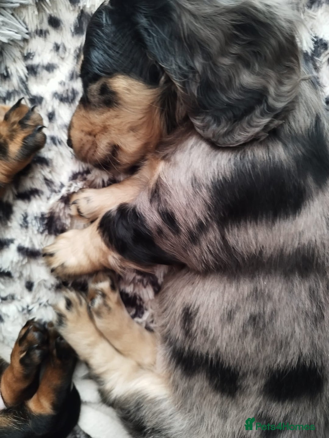 Dachshund dogs for sale: MINIATURE DACHSHUND! - Image 11