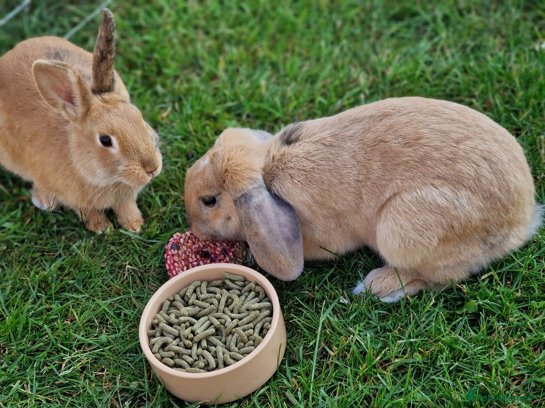 Mixed Breed rabbits for sale: Beautiful Bonded Bunnies - Image 5