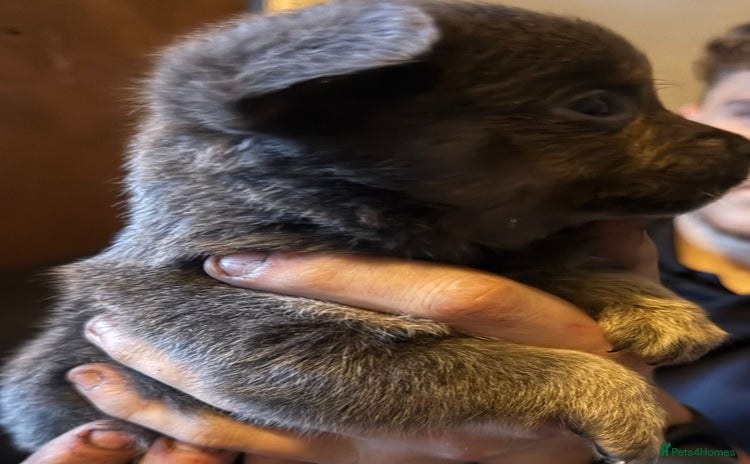 Mixed Breed dogs - Advert 2