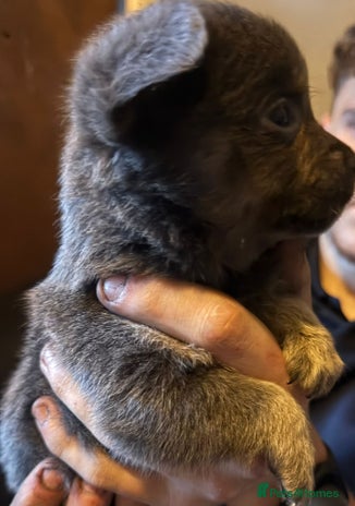 Mixed Breed dogs - Advert 2