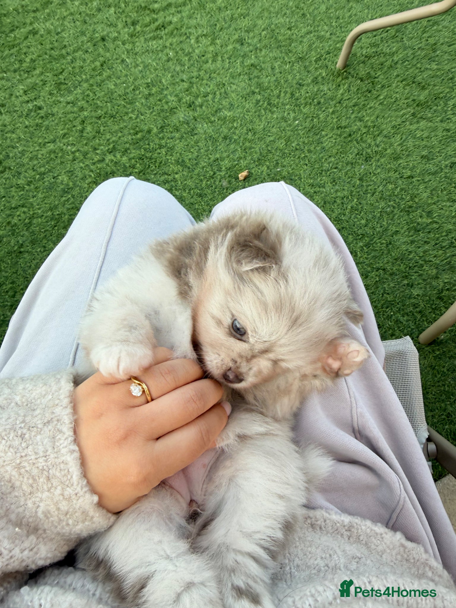 Pomeranian dogs Beautiful white and lilac female Pomeranian  - Advert 2