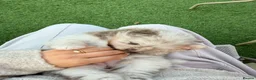 Pomeranian dogs for sale: White, Lilac, Merle Female Pomeranian  - Advert 20