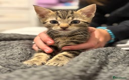 Mixed Breed cats for sale: Two tabby kittens ready to go now  - Image 5