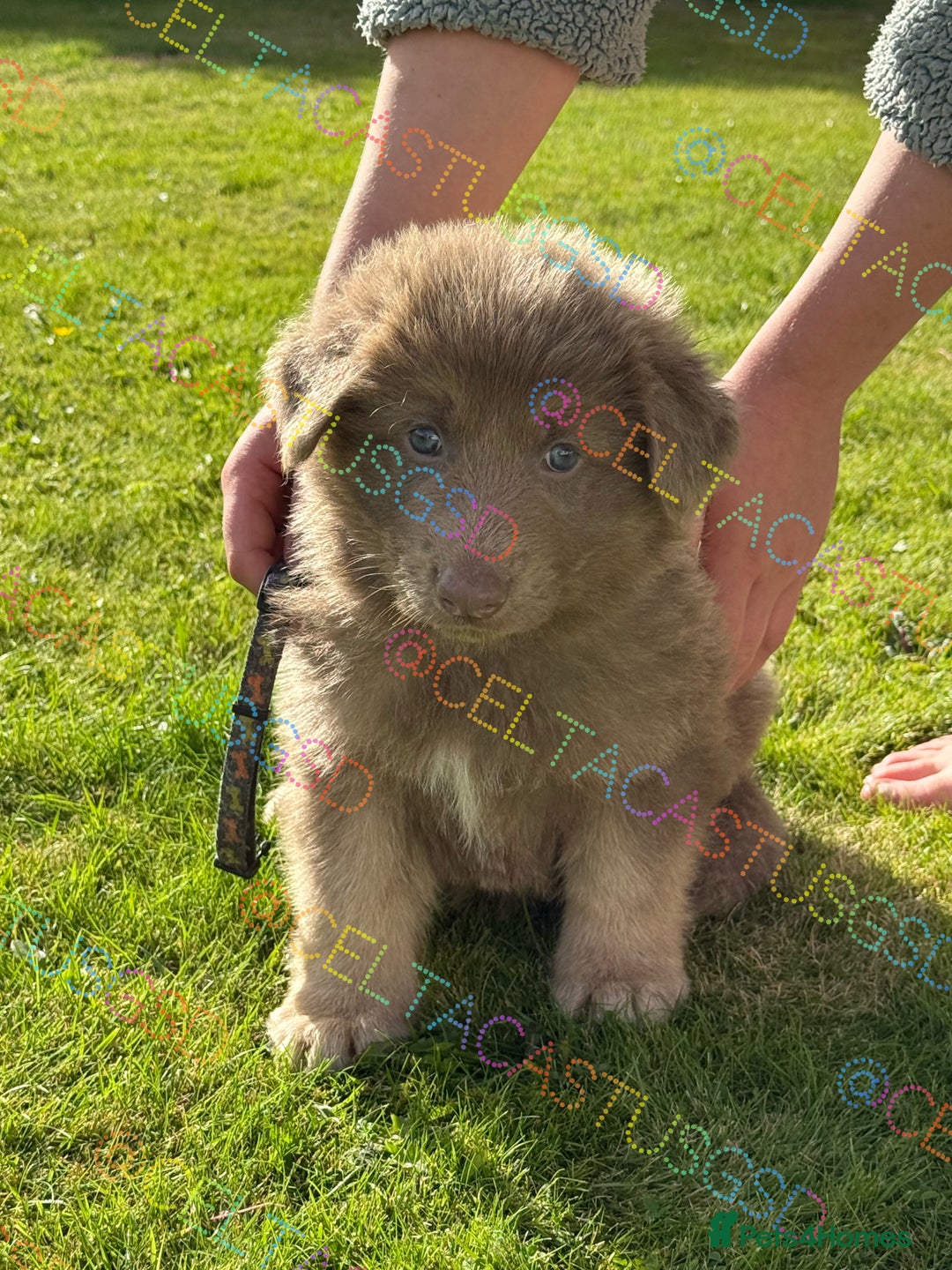 German Shepherd dogs for sale: Reduced Kcreg Isabella German shepherd pups  - Image 4