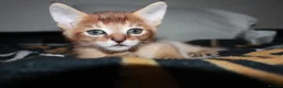 Chausie cats for sale: CHAUSIE F6  - Advert 8