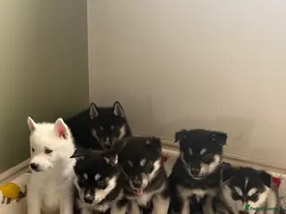 Siberian Husky dogs Siberian huskies for sale - Advert 3