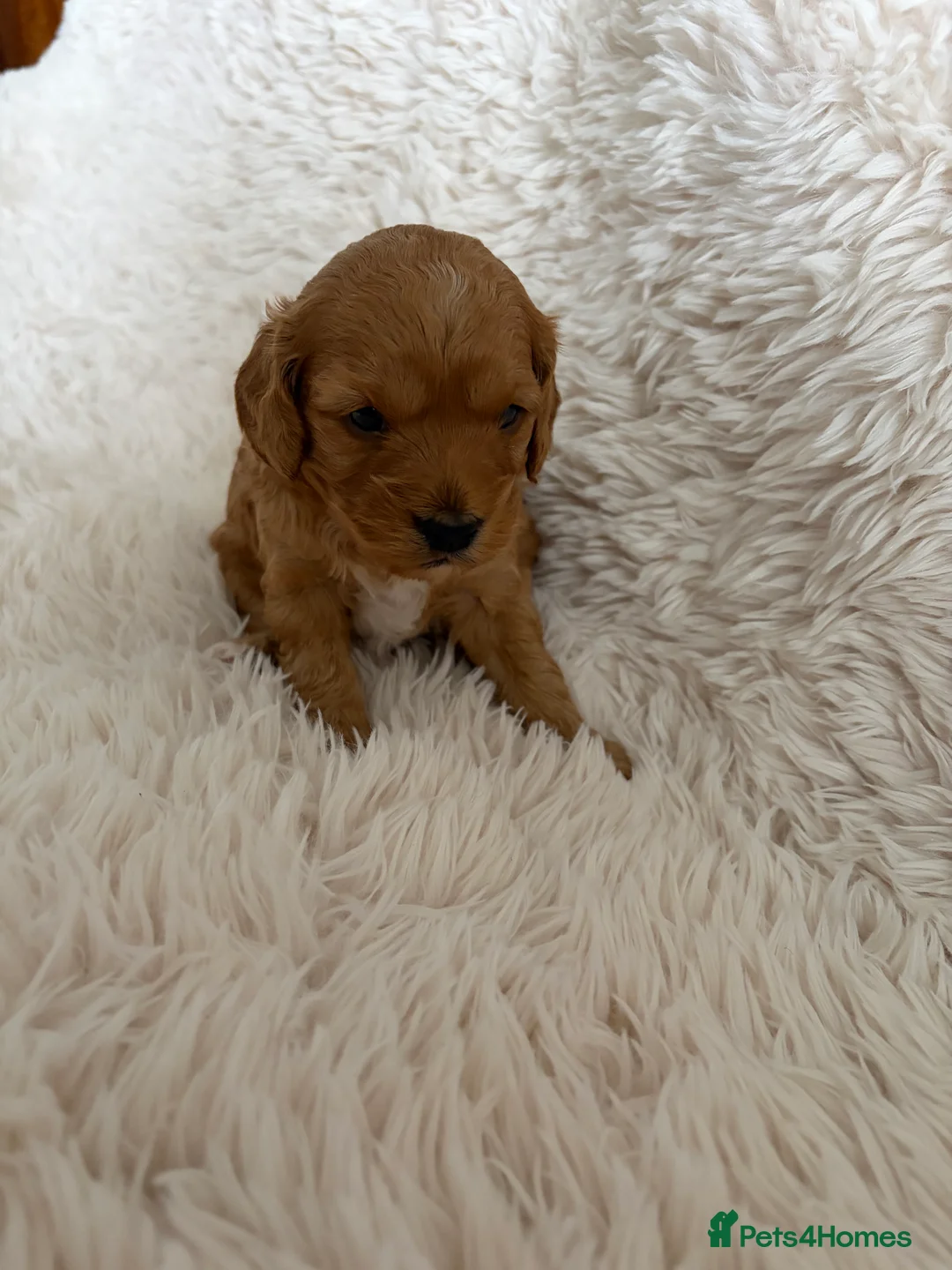 Cavapoo dogs for sale: Cavapoo Puppies F1B - Advert 2