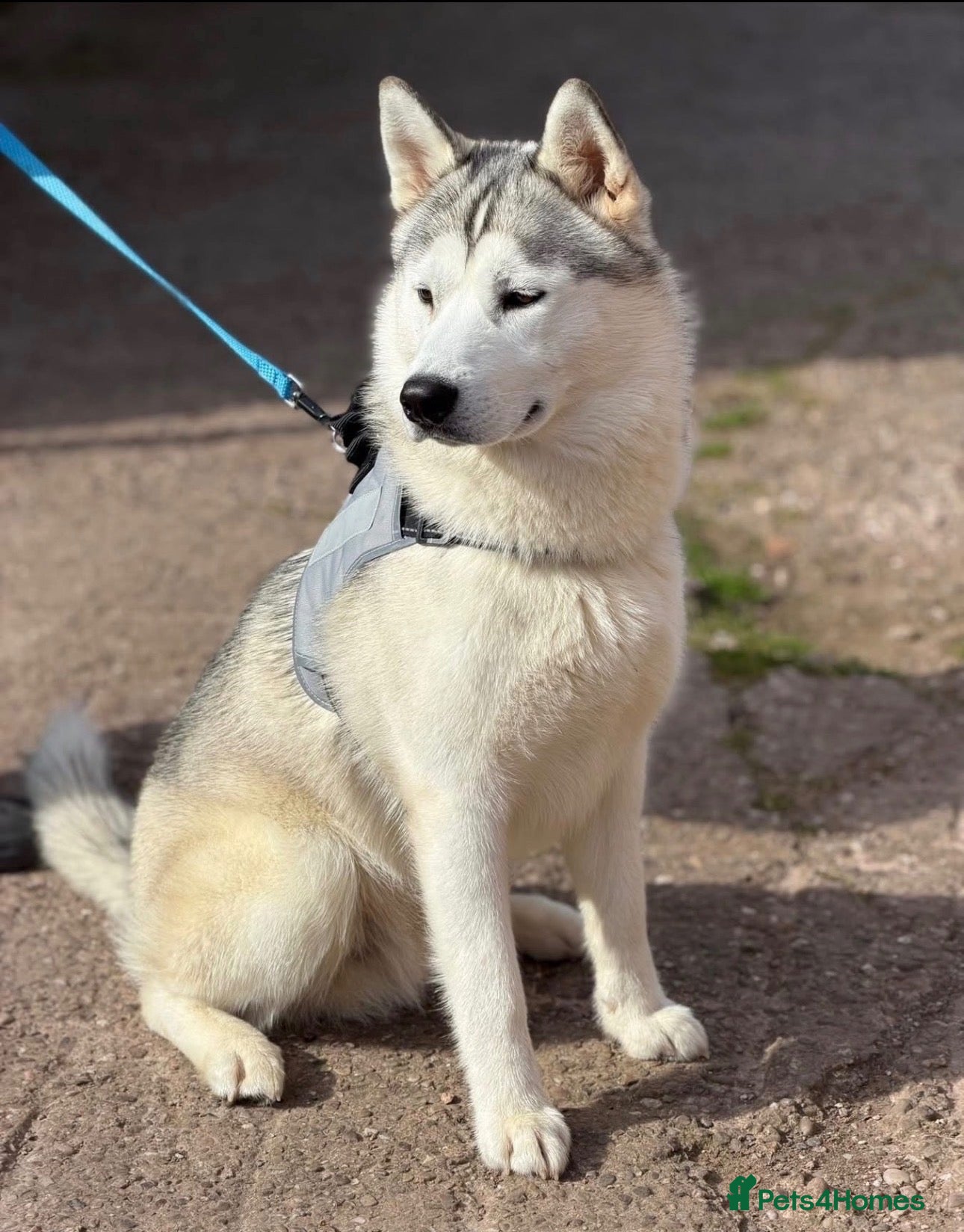 Siberian Husky dogs Male Siberian husky for stud - Advert 1