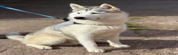 Siberian Husky dogs for stud: Male Siberian husky for stud - Advert 1